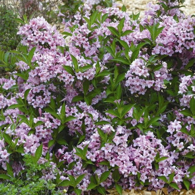 Weigela florida Pink Poppet 'Plangen' (Globe Planter)