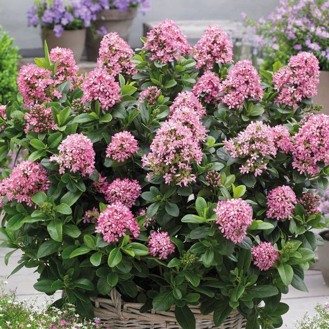 Escallonia laevis Pink Elle 'Lades' (Globe Planter)