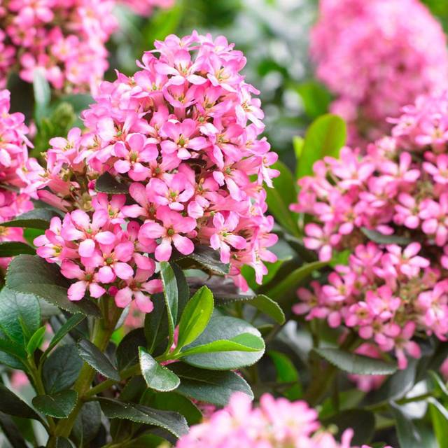 Escallonia laevis Pink Elle 'Lades' (Globe Planter)