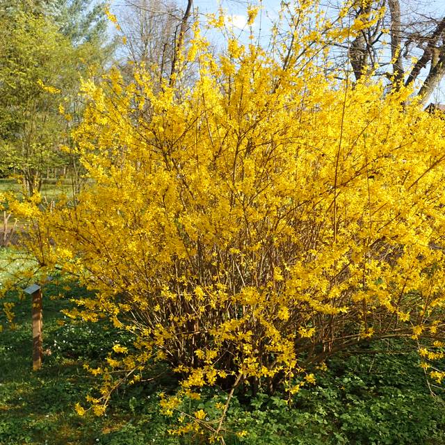 Forsythia 'Lynwood' (Krzysztof Ziarnek, Kenraiz / wikimedia.org)