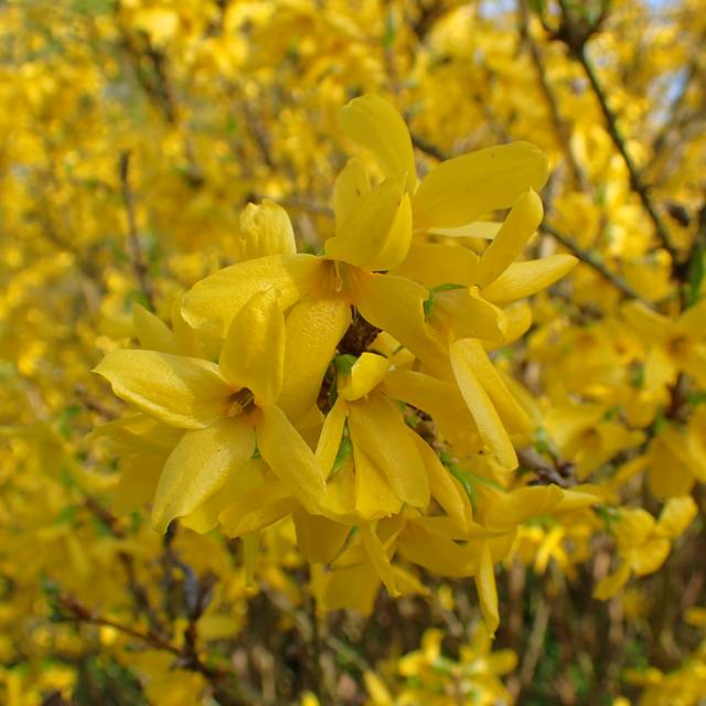 Forsythia 'Lynwood' (Krzysztof Ziarnek, Kenraiz / wikimedia.org)