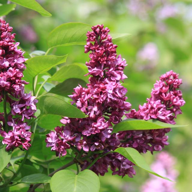 Lilas 'Charles Joly' - Syringa vulgaris (James M / flickr.com)