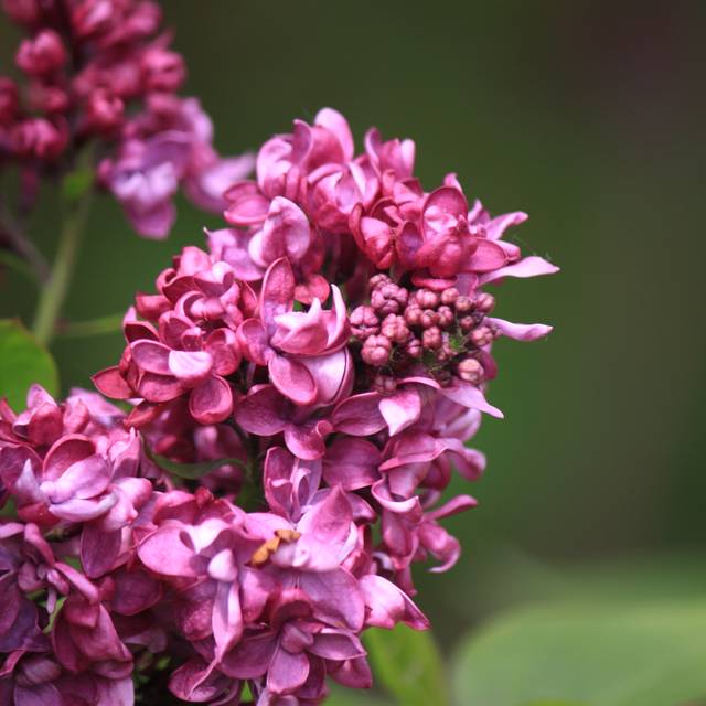 Lilas 'Charles Joly' - Syringa vulgaris (James M / flickr.com)