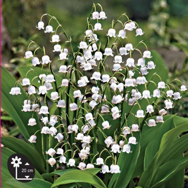 Muguet blanc (D.R. / Sanrival)