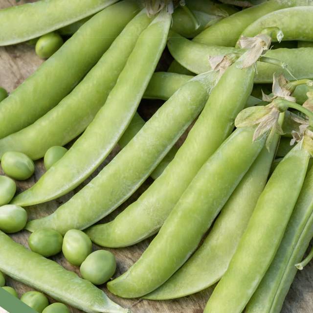 Pois à rames Serpette Guilloteaux