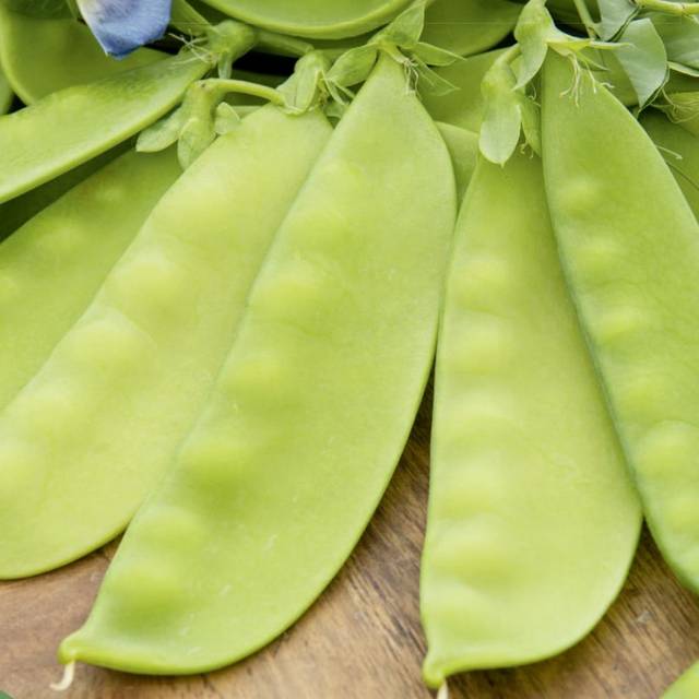Pois Bamby mangetout