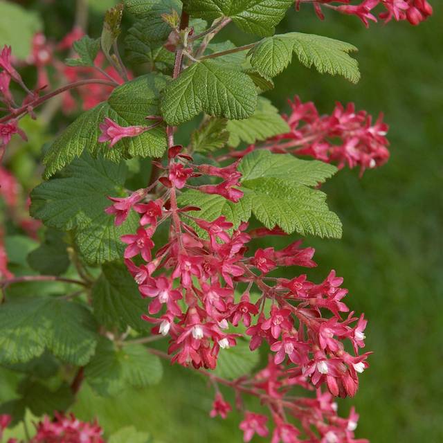 Groseiller à fleurs King Edward VII (Ribes sanguineum) (Wouter Hagens / wikimedia.org)