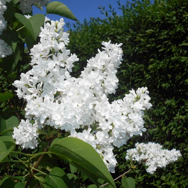 Lilas 'Mme Lemoine' - Syringa vulgaris (Salicyna / wikimedia.org)