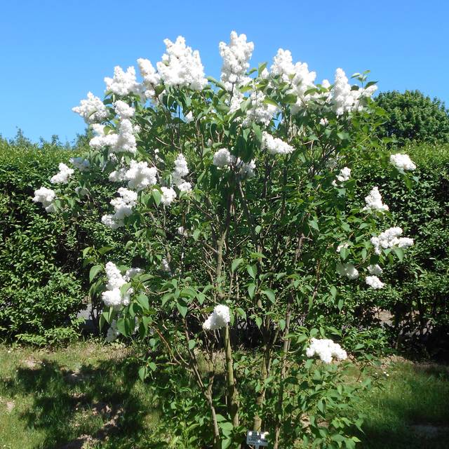 Lilas 'Mme Lemoine' - Syringa vulgaris (Salicyna / wikimedia.org)