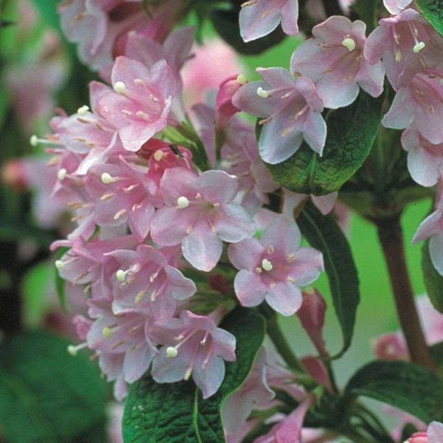 Weigela florida Pink Poppet 'Plangen' (Globe Planter)