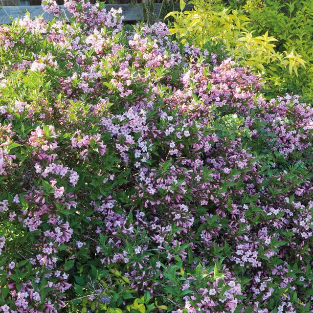 Weigela florida Pink Poppet 'Plangen' (Globe Planter)