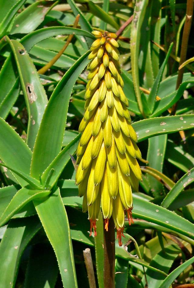 Aloe striatula : fleur