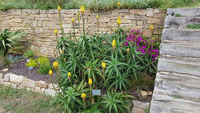 Aloe striatula