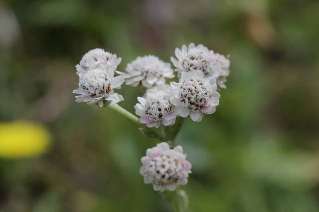 Antennaria dioica, pied de chat : fleurs 