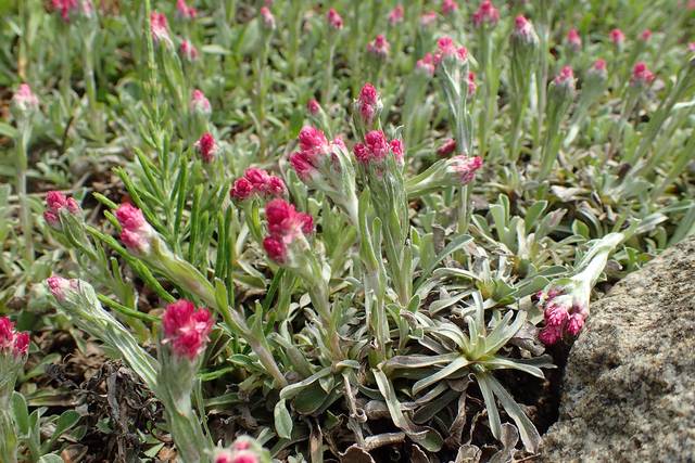 Antennaria dioica 'Rubra'