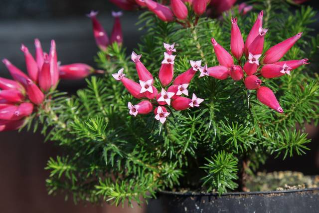 Bruyère de porcelaine