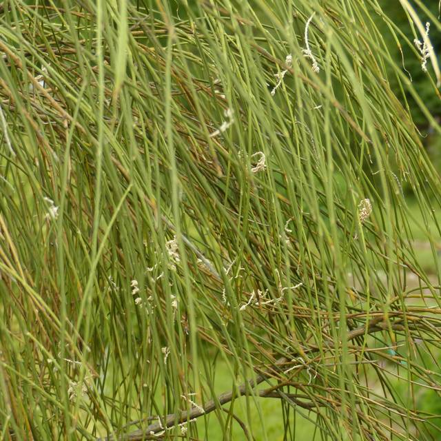 Chordospartium stevensonii, Carmichaelia stevensonii