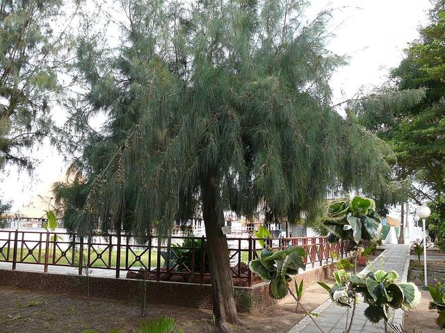 Casuarina equisetifolia, filao à feuilles de prêle