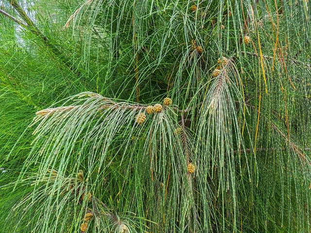 Casuarina equisetifolia : fausses aiguilles