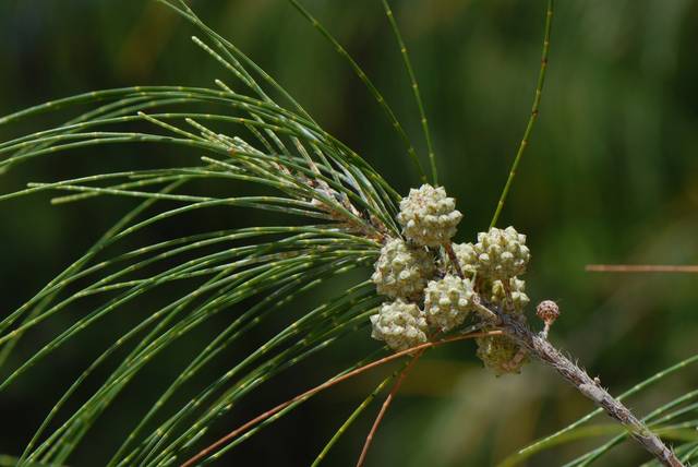 Casuarina equisetifolia : feuilles et cônes