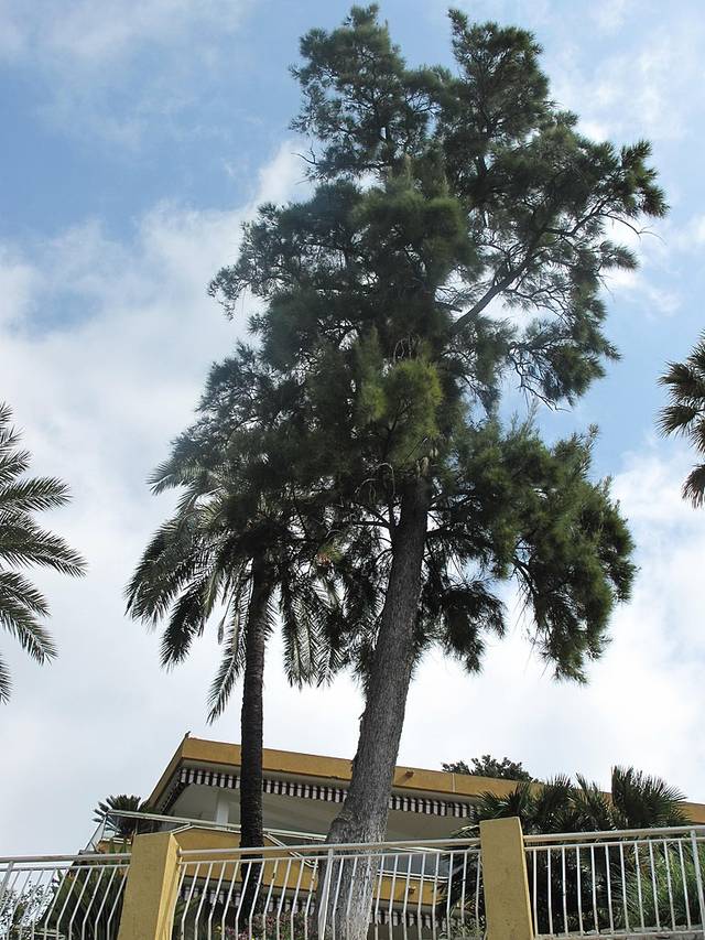 Casuarina equisetifolia