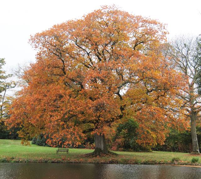 Quercus rubra