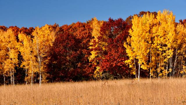 Chênes rouges et peupliers trembles en automne