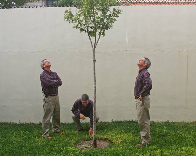 Plantation d'un chêne rouge