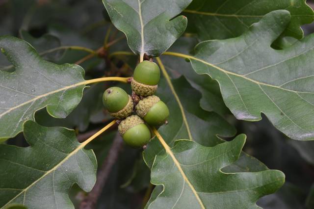 Chêne sessile : glands et feuilles