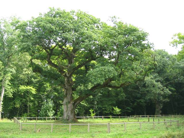 Chêne sessile, Quercus petraea