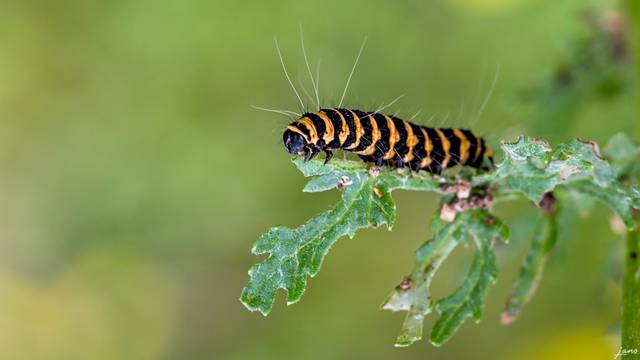 Chenille du papillon goutte de sang