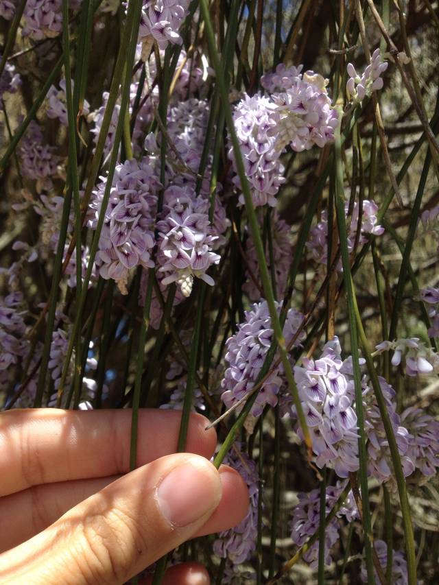 Chordospartium stevensonii, Carmichaelia stevensonii