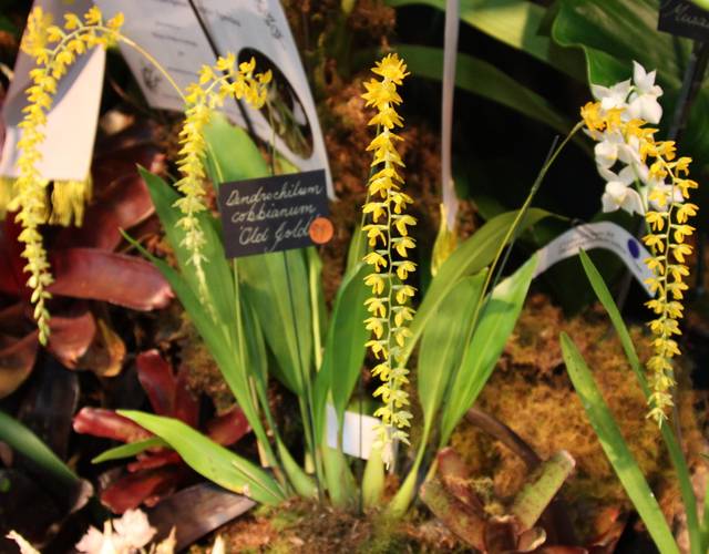 Dendrochilum cobbianum