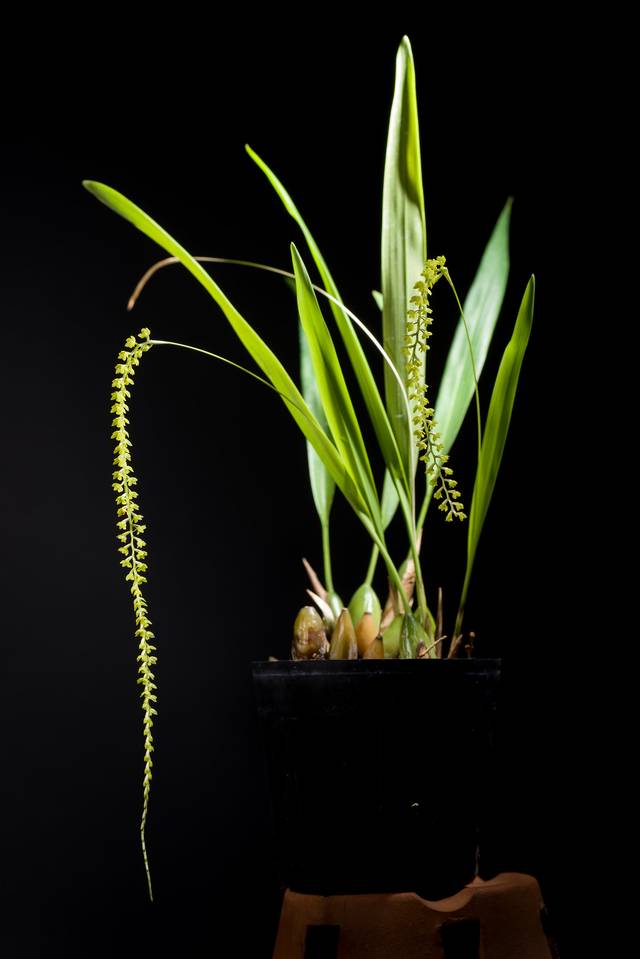 Dendrochilum filiforme