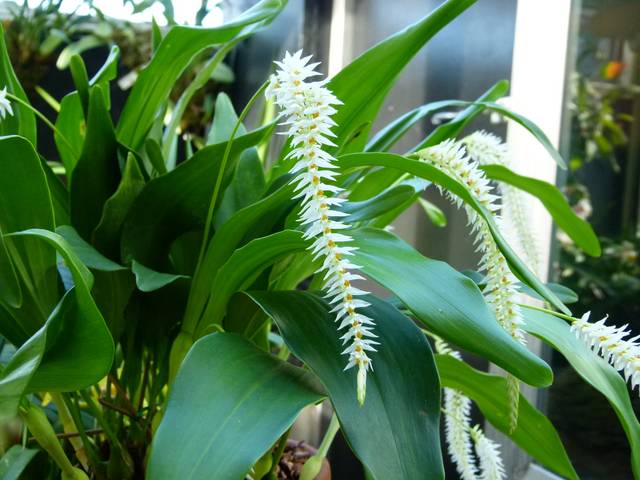 Dendrochilum glumaceum