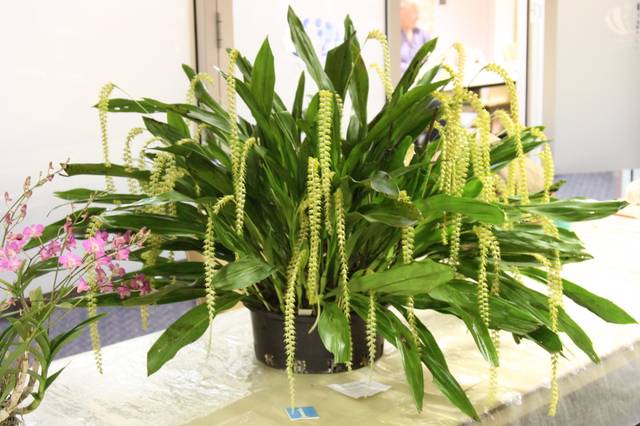 Dendrochilum magnum
