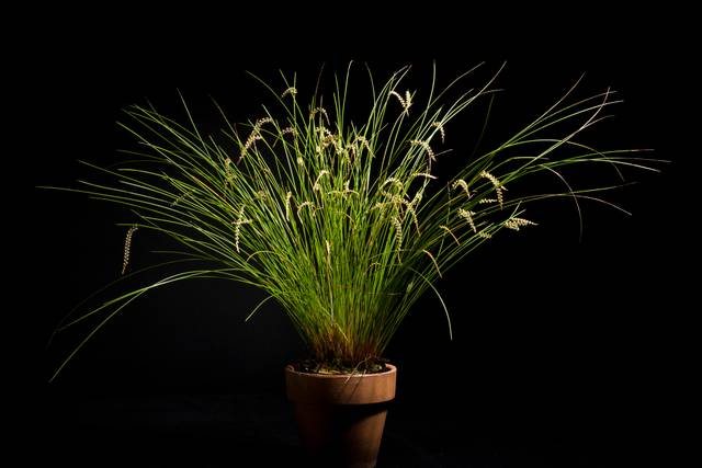 Dendrochilum tenellum