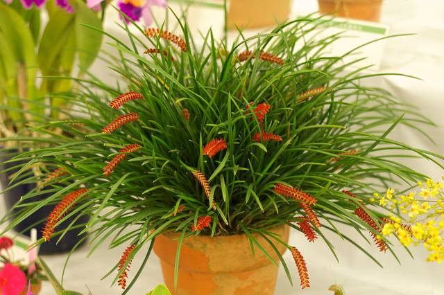 Dendrochilum wenzelii