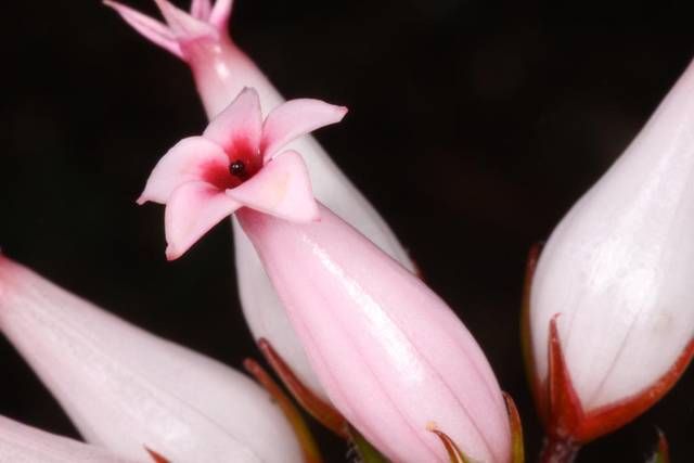 Erica ventricosa, bruyère de porcelaine : fleurs