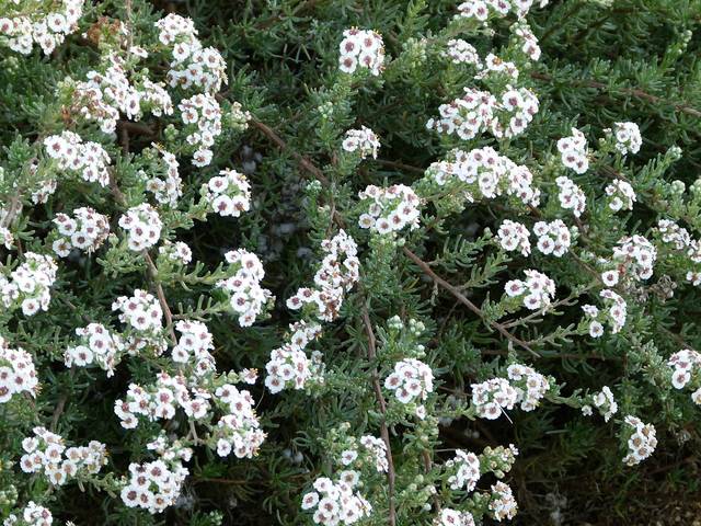 Romarin d'Afrique : fleurs