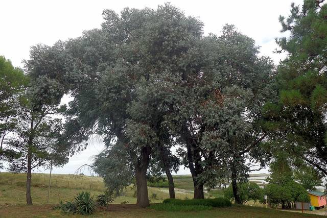 Eucalyptus cinerea