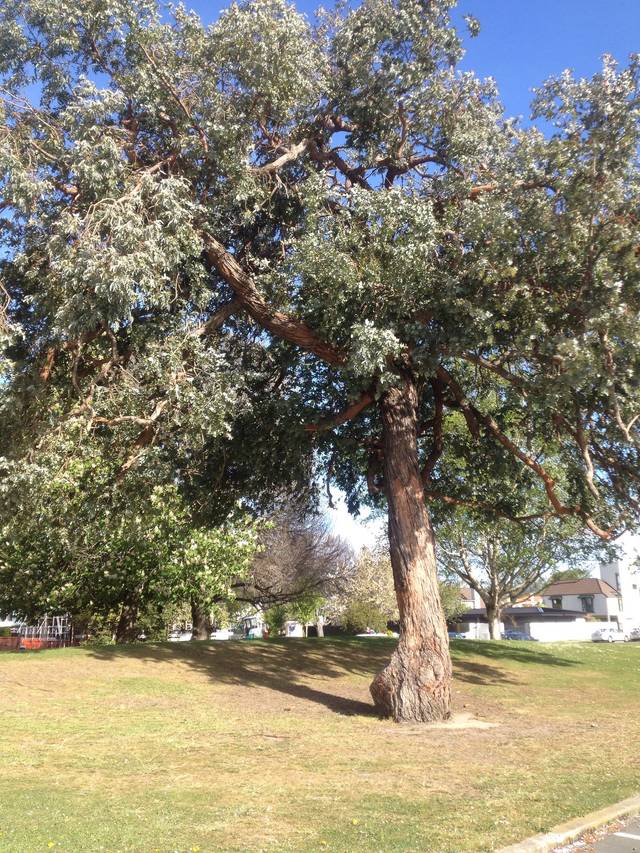 Eucalyptus cinerea