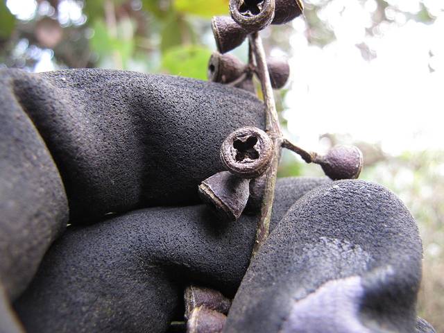 Eucalyptus cinerea : fruits (capsules) contenant les graines