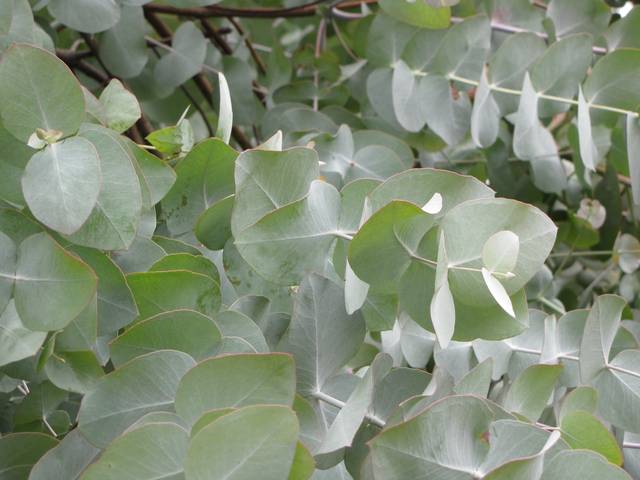 Eucalyptus cinerea : jeune feuillage