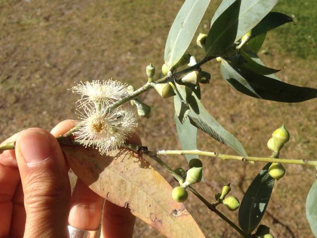 Eucalyptus cinerea : fleurs et feuillage mature