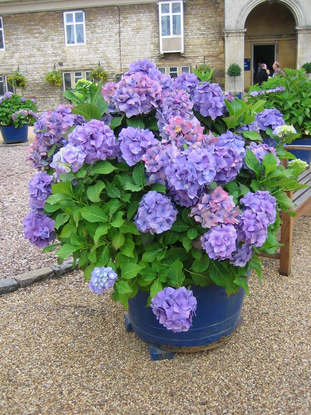 Grand hydrangea bleu en pot