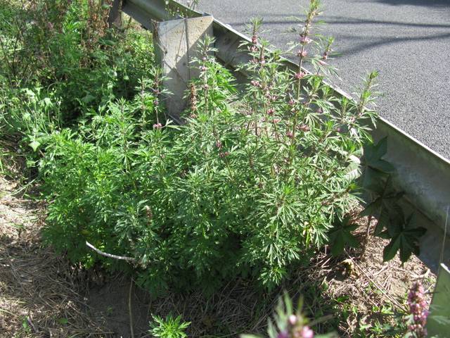 Leonurus japonicus, agripaume du Japon