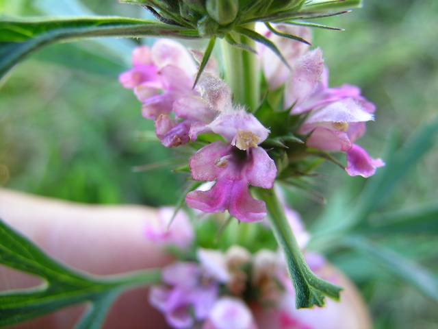 Leonurus japonicus