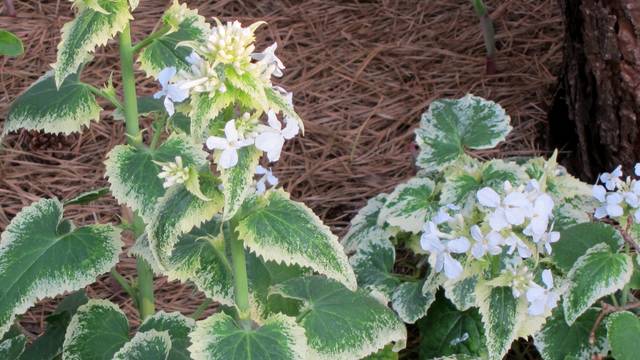 Monnaie du pape blanche, Lunaria annua variegata alba