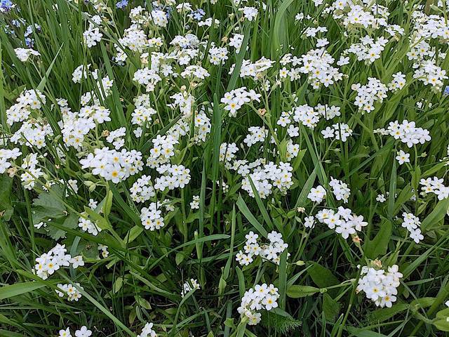 Myosotis blanc